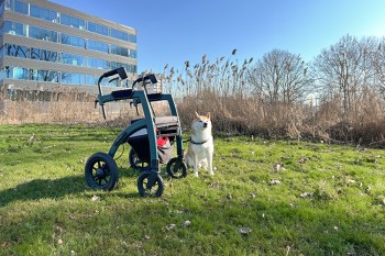 Animal assisted therapy for children with disabilities