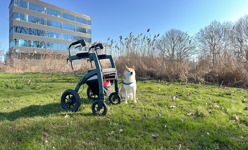 Animal assisted therapy for children with disabilities